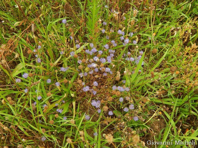 Globularia sp.